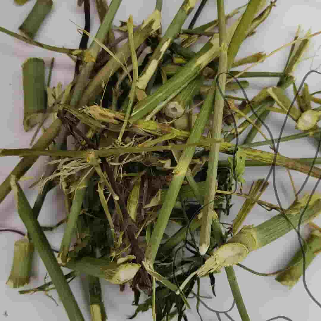 HISOPO HOJAS Y TALLOS KG